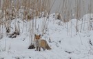 Fuchs im Winter