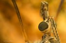 Schnake (tipula sp.) im Portrait