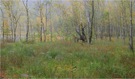 Herbstliche Stimmung im Moor