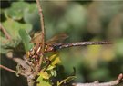 Braune Mosaikjungfer mit Beute