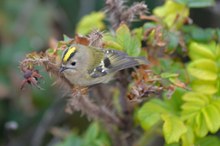 Wintergoldhähnchen