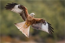 Red kite