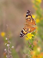 Distelfalter an Lieblingsblume