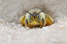 Porträt einer Biene -  Dasypoda morawitzi