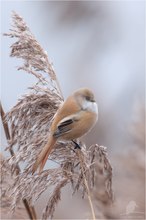 Bartmeise (Panurus biarmicus) - weiblich