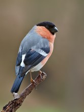 Ein Dompfaff Altvogel