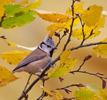 Ein Punk im Herbst