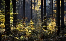 Herbstlicher Wald