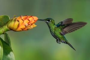 Grünstirn-Brillantkolibri - Grünscheitelbrillant