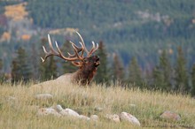 Wapiti