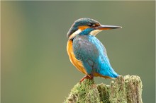 Eisvogel Weibchen