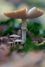 Fliegenpilz