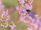 Widderchen auf Limonium