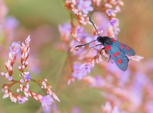 Widderchen auf Limonium