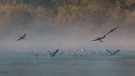 Herbstmorgen an der Ruhr V