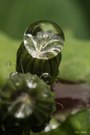 Tautropfen