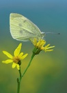 Kleine Kohlweißling (Pieris rapae)