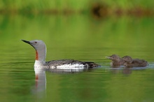 Sterntaucher mit Küken