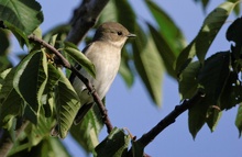 Unbekannter Vogel