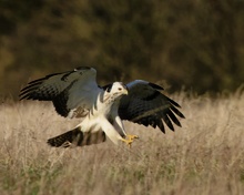 Bussard im Landeanflug