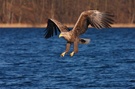 Seeadler im Anflug