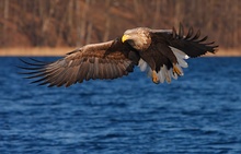 Seeadler im Anflug 2