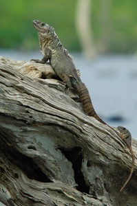 Utila-Leguan (Ctenosaura bakeri)