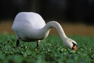 fressender Höckerschwan (Cygnus olor)