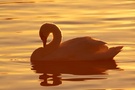 Höckerschwan im Gegenlicht am Abend
