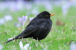 Amsel in der Krokuswiese