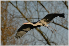 Graureiher (Ardea cinerea)