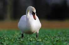 Höckerschwan (Cygnus olor)