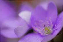 Die ersten Leberblümchen sind da