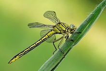 Westliche Keiljungfer (Gomphus pulchellus)