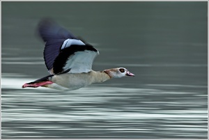 Nilganswischer