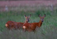 Rehe in einer Wiese