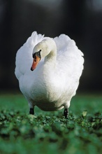 Höckerschwan (Cygnus olor)