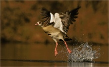 Nilgans