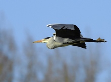 Langsamer Ruderflug.