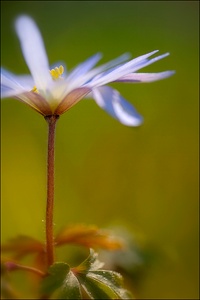 Anemone blanda