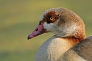 Nilgans (Alopochen aegyptiacus)