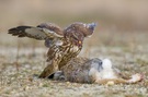 Mäusebussard - Lunch II