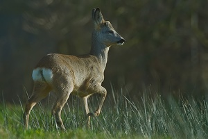 Auf der Flucht II ND