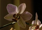 Orchidee im Sonnenlicht