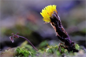 Die Farben des Frühlings
