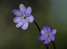 Leberblümchen