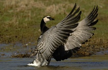 Die schönsten Gänse am Niederrhrein