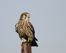Turmfalke