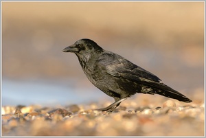 Rabenkrähe (Corvus corone)