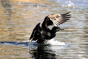 Kormoran bei der Landung